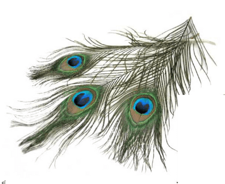 Peacock Feathers x 3 (Item No: 24049)